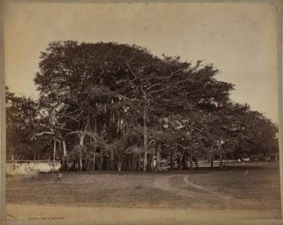 Banyan tree at Negambo