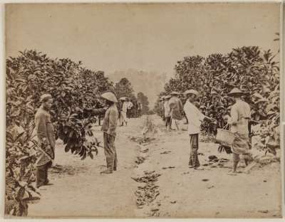 Gathering Liberian Coffee in a Plantation in the Straits Settlements