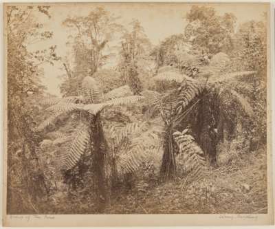 Group of Tree Ferns.   Lebong, Darjeeling.