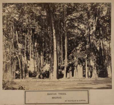 Banyan Trees Madras