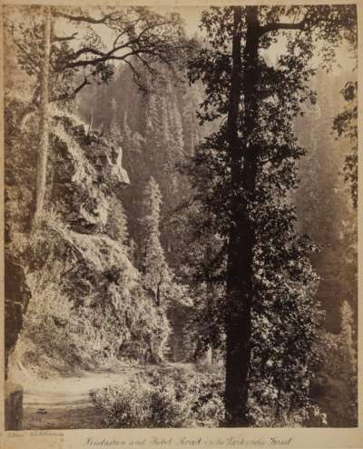Abies Webbiana Hindustan and Thibet Road in the Warkunda/Narkanda Forest