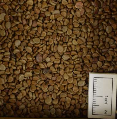 FABACEAE: Senna occidentalis: coffee senna