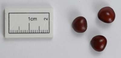 FABACEAE: Adenanthera pavonina: red sandalwood