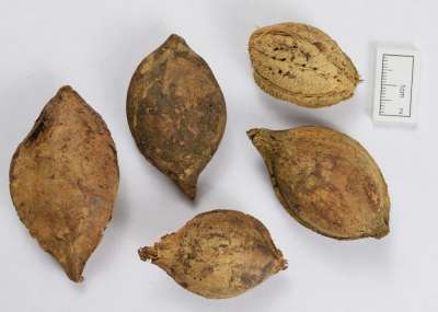 COMBRETACEAE: Terminalia catappa: Indian almond