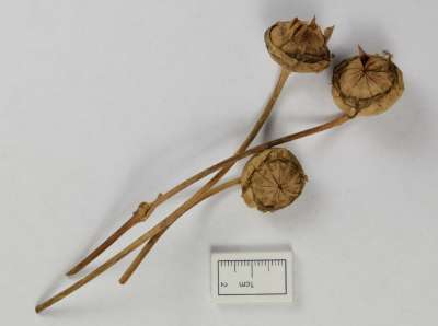 AIZOACEAE: Mesembryanthemum tripolium: rose of Jericho