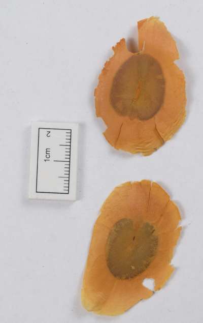 APOCYANACEAE: Aspidosperma excelsum: paddle-wood tree