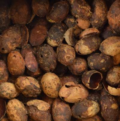 LAURACEAE; Cinnamomum verum: cinnamon fruit