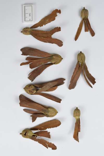 HERNANDIACEAE; Gyrocarpus sp.; winged fruits