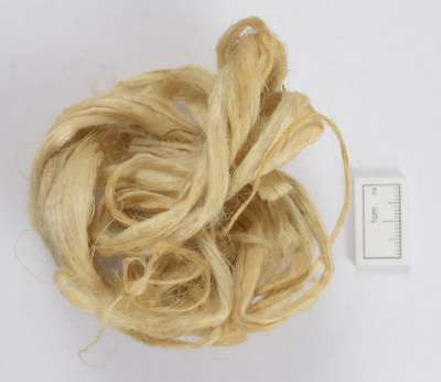 URTICACEAE; Girardinia diversifolia: Neilgherry nettle fibre