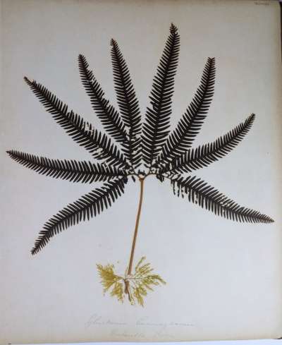 Gleicheniaceae: Sticherus cunninghamii: umbrella fern