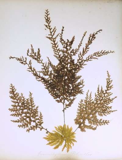 HYMENOPHYLLaceae: Hymenophyllum polyanthos (Swartz) Swartz: smooth filmy fern