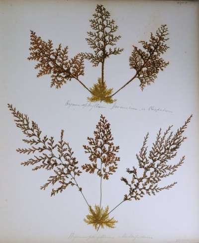 HYMENOPHYLLaceae: Hymenophyllum javanicum Spreng or Mecodium crispatum Wall. ex Hook. & Grev.