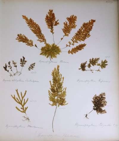HYMENOPHYLLaceae: Hymenophyllum rarum: filmy fern