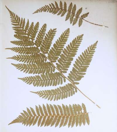 Cyatheaceae: Cyathea smithii (JD Hooker): soft tree fern
