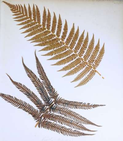 Cyatheaceae: Cyathea medullaris (G. Forst): black tree fern: mamaku