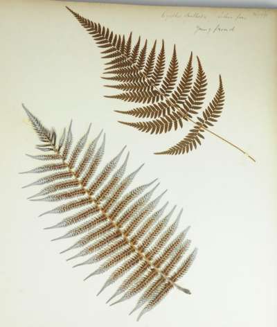 Cyatheaceae: Cyathea dealbata (G. Forst): silver fern