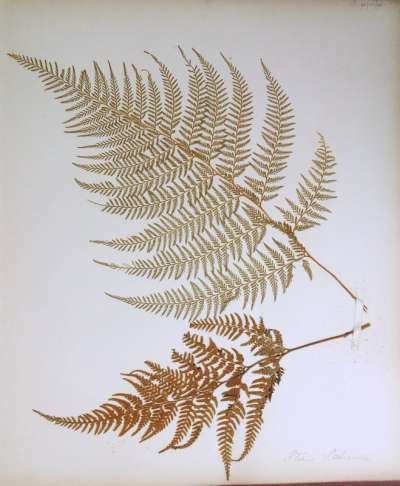Pteridaceae: Pteris scaberula A. Rich: ? silver fern