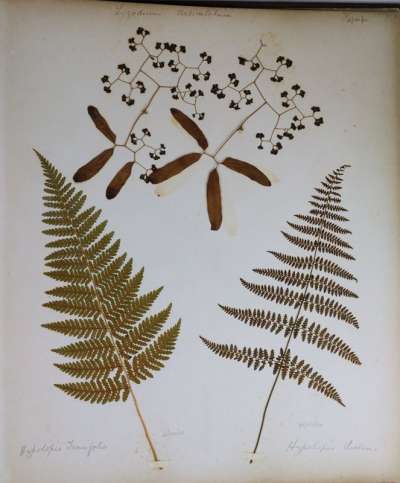 Lygodiaceae: Lygodium articulatum A. Rich: bushman’s mattress or mangemange