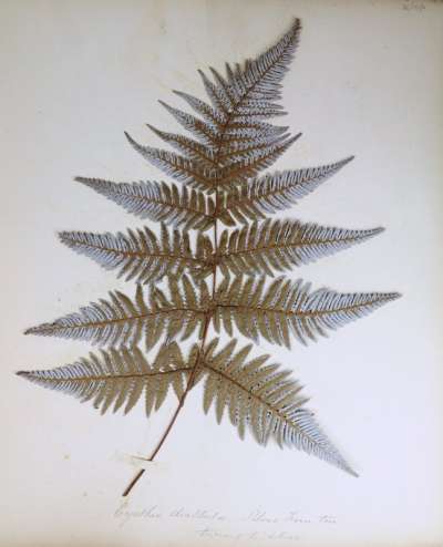 Cyatheaceae: Cyathea dealbata (G. Forst): silver fern