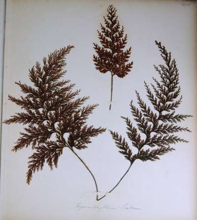 HYMENOPHYLLaceae: Hymenophyllum scabrum A. Rich: rough filmy fern