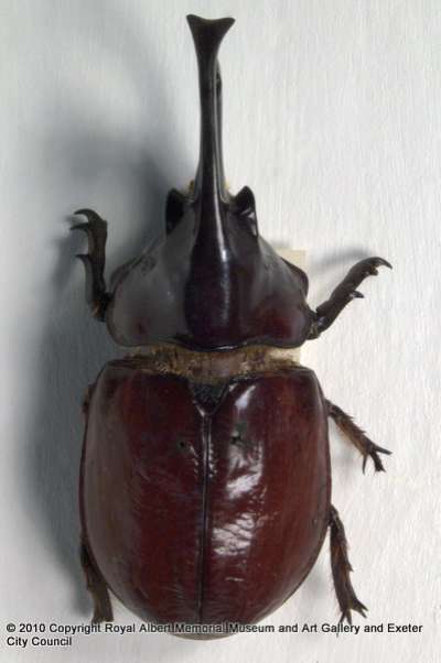 SCARABAEIDAE: [?] Augosoma centaurus (Fabricius, 1775): centaurus beetle