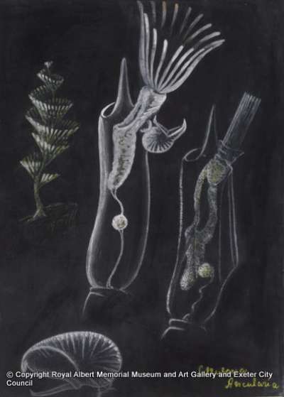 Cellularia avicularia: bryozoan: moss animal
