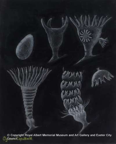 Cyanea capillata: lion's mane jellyfish