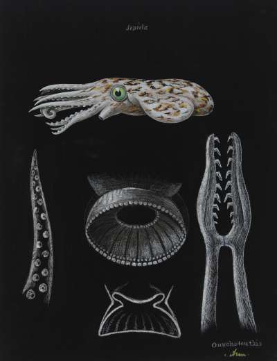 Sepiola: Onychoteuthis: squid