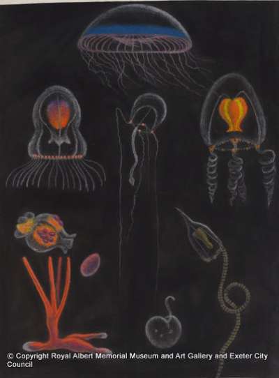 Untitled: jellyfish