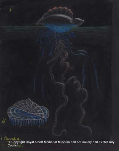 Physalia: Velella: Portugese-man-of-war: by-the-wind-sailor: jellyfish