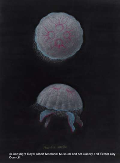 Aurelia aurita: moon jellyfish