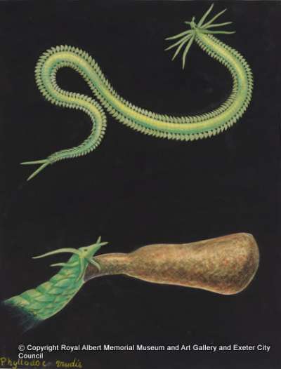 Phyllodoce viridis