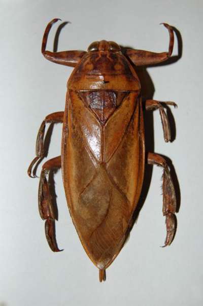 HETEROPTERA: BELOSTOMATIDAE: Lethocerus americanus: giant water bug
