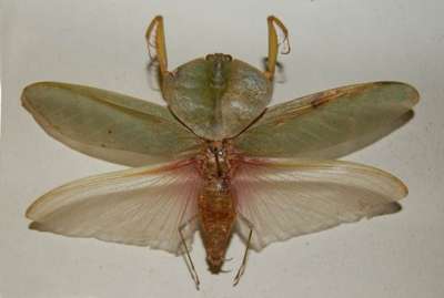 DICTYOPTERA: MANTODEA: mantis