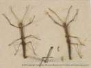 insect: stick insect: nymphs