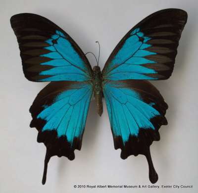 PAPILIONIDAE: Papilio ulysses Linnaeus, 1758: Ulysses butterfly