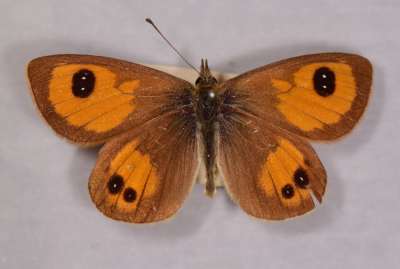tussock butterfly
