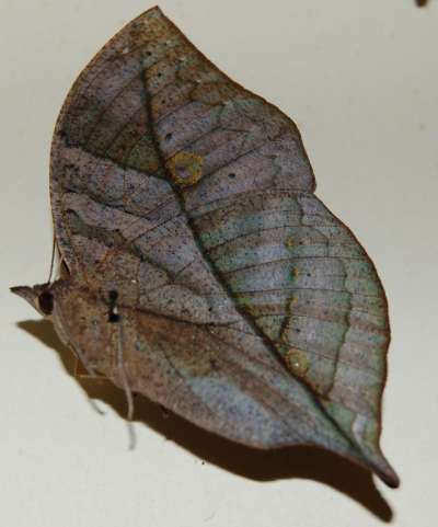 NYMPHALIDAE: Kallima paralekta (Horsfield, [1829]): Indian leafwing