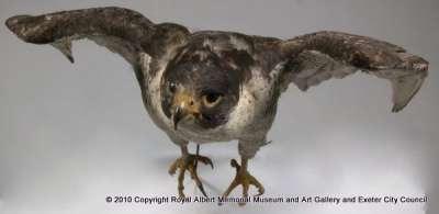FALCONIDAE: Falco peregrinus Tunstall: peregrine falcon