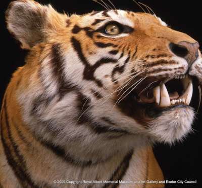 FELIDAE: Panthera tigris (Linnaeus): tiger