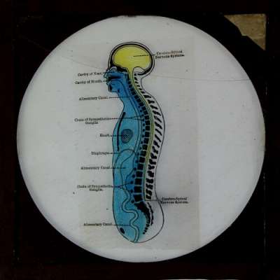 Lantern Slide: Cross-section of body showing nervous system