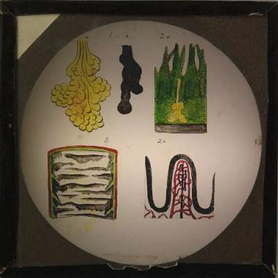 Lantern Slide: Five unidentified physiological subjects