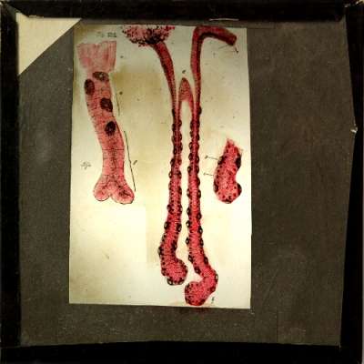 Lantern Slide: Gastric gland and other physiological subjects