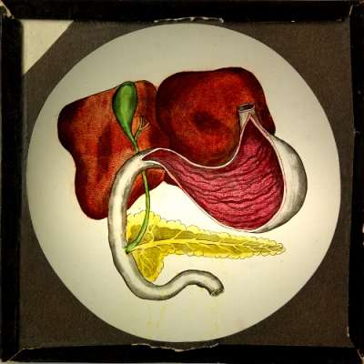 Lantern Slide: Stomach and related organs