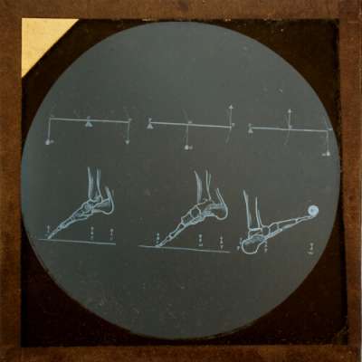 Lantern Slide: Diagram comparing muscular action of foot to lever forces