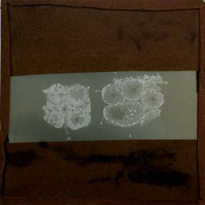 Lantern Slide: Section of a mucous gland