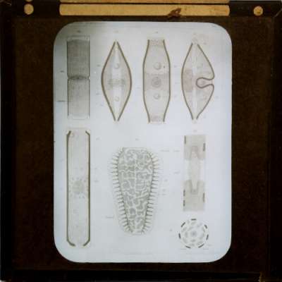 Lantern Slide: Diagrams of cell structure