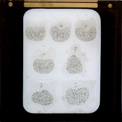 Lantern Slide: Diagrams of cell structure