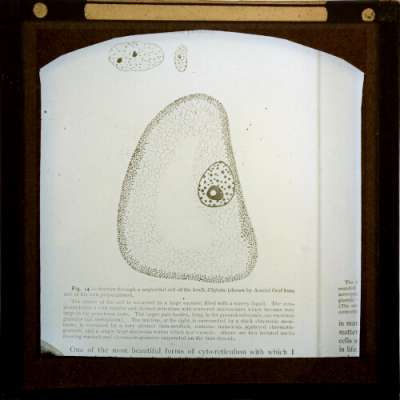 Lantern Slide: Section through a nephridial cell of the leech