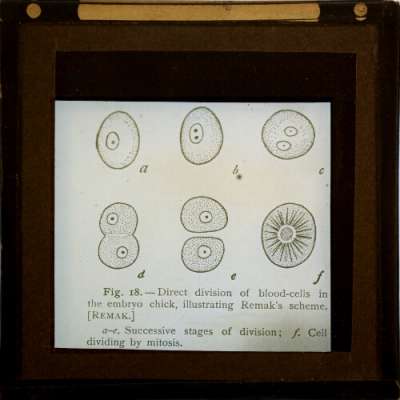 Lantern Slide: Direct division of blood-cells in the embryo chick